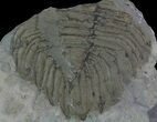 Partial, Arctinurus - Classic New York Trilobite #68379-1